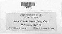 Anthracoidea caricis image